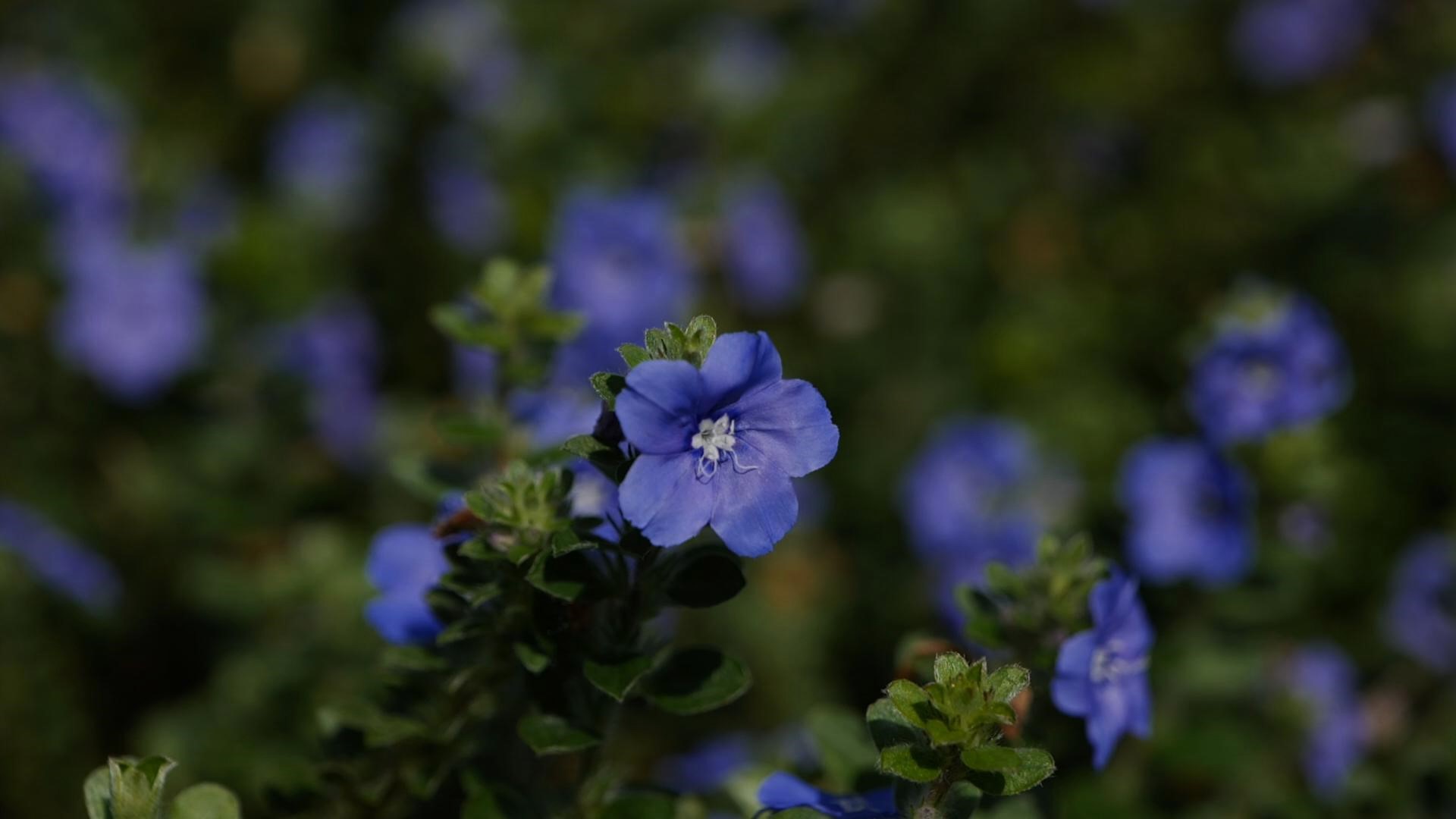 Get It Growing: Blue My Mind is beautiful, drought-tolerant groundcover 